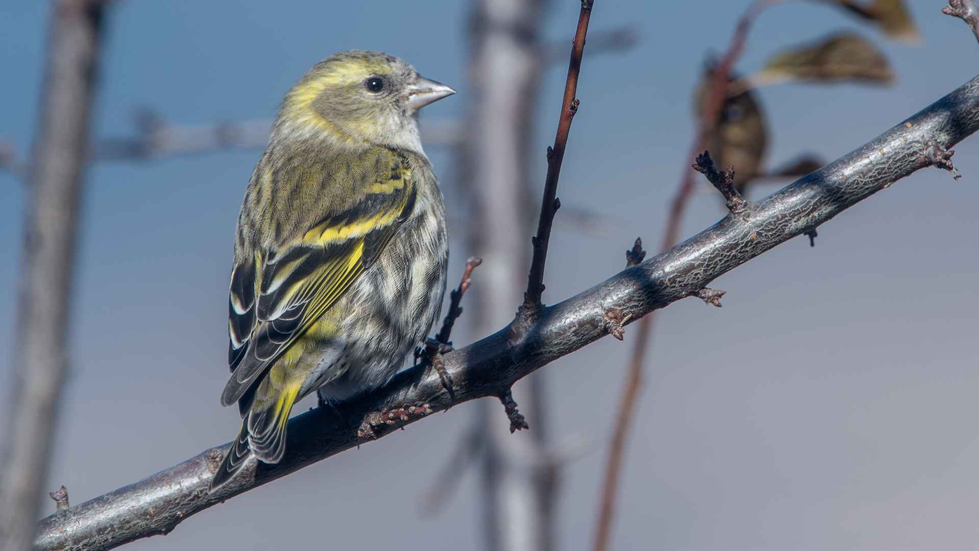 Eurasian Siskin